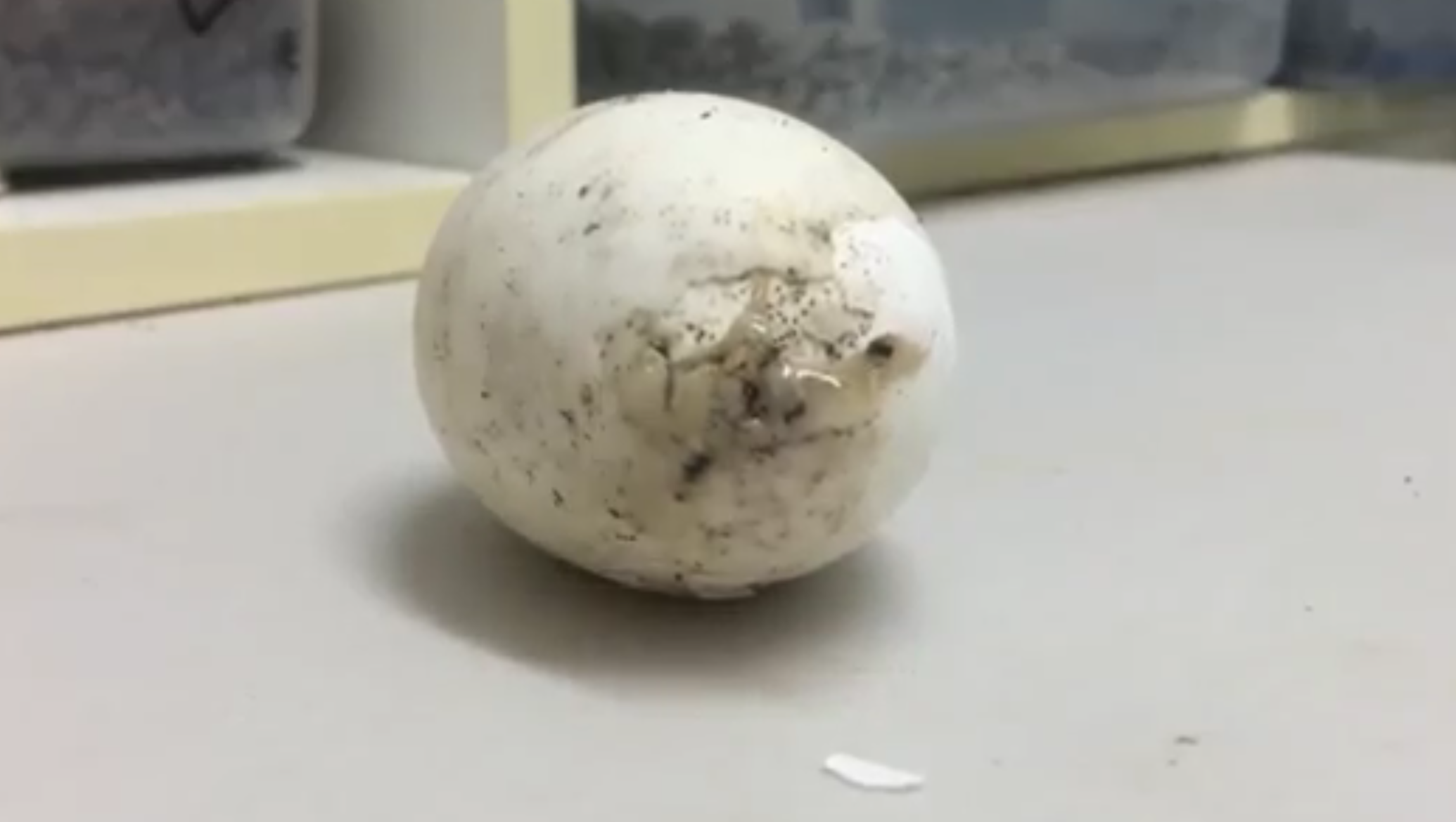 L'uovo si schiude: la nascita è emozionante [VIDEO]