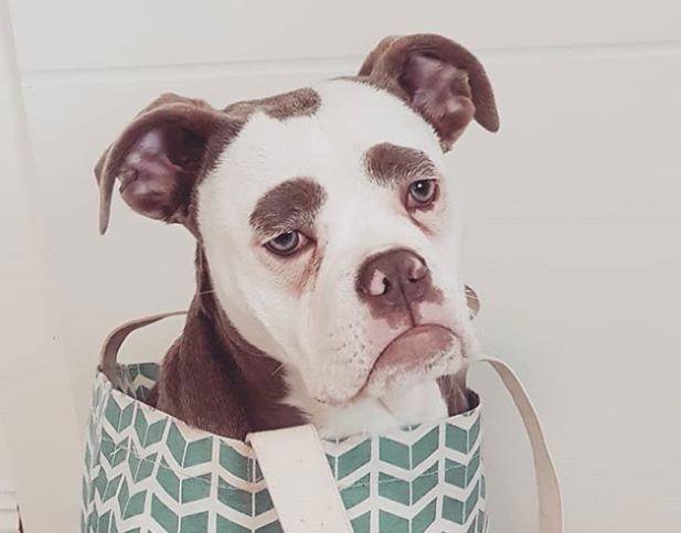 Il cane ha un'espressione tristissima: ma le cose non sono come sembrano [FOTO]