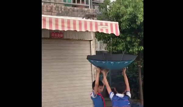 Gattino in bilico su una tenda: due bambini lo vedono e fanno qualcosa di incredibile [VIDEO]