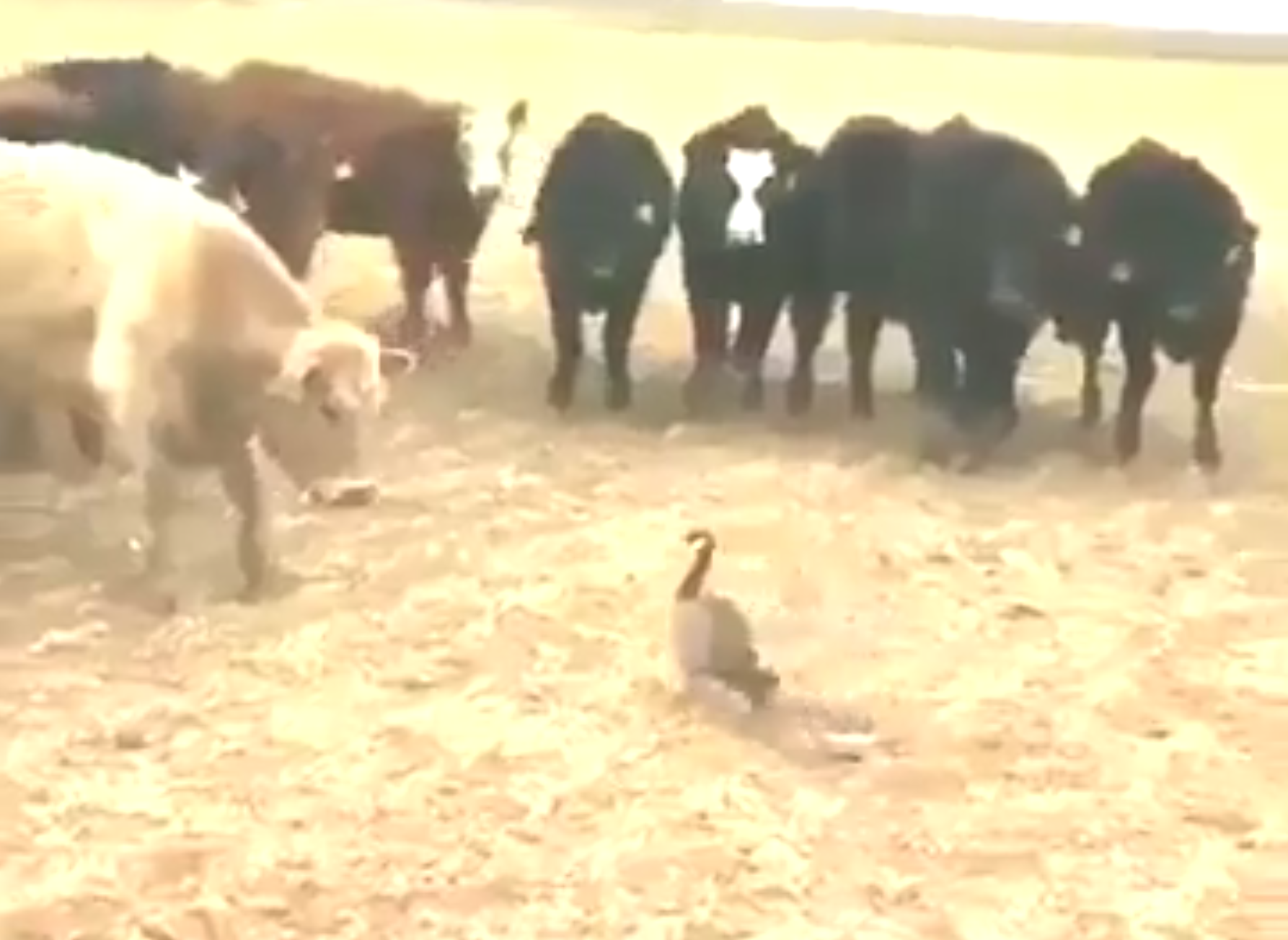 Anatra contro toro: lo scontro è epocale [VIDEO]