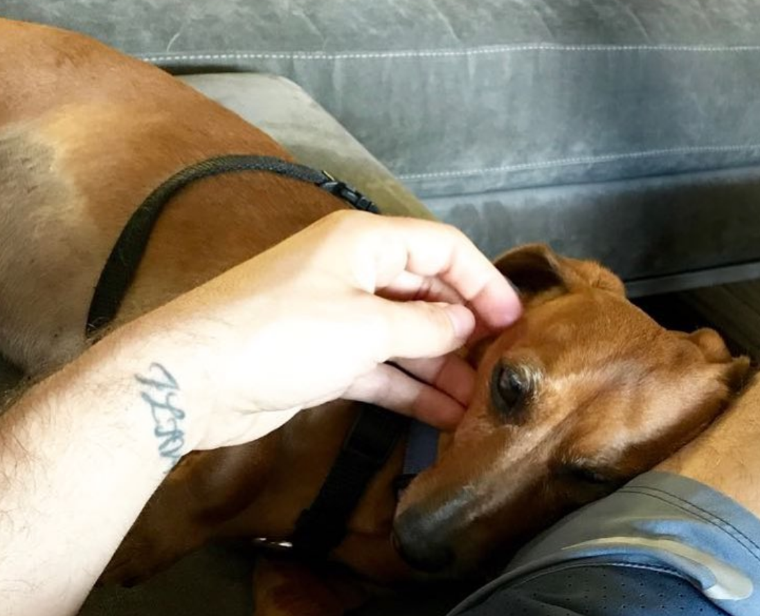 Tiziano Ferro e i cani: un appello che commuove il web [FOTO]