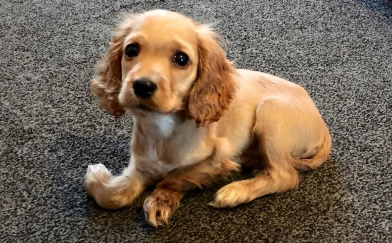 Wanda, il cane "storto" salvato da un angelo [FOTO]
