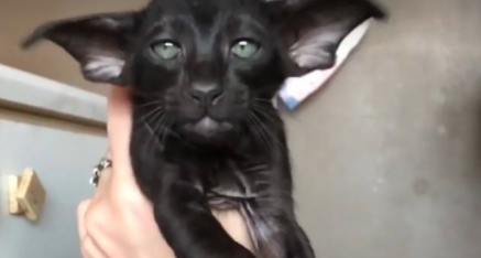 Di che razza è questo gatto? Il nuovo quesito che impazzire la Rete [VIDEO]