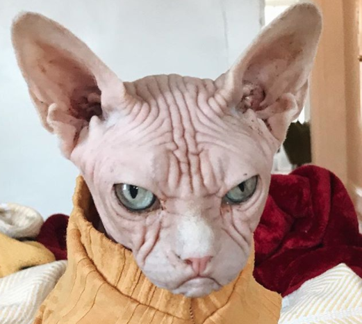Loki, ecco il gatto più arrabbiato del mondo [FOTO]
