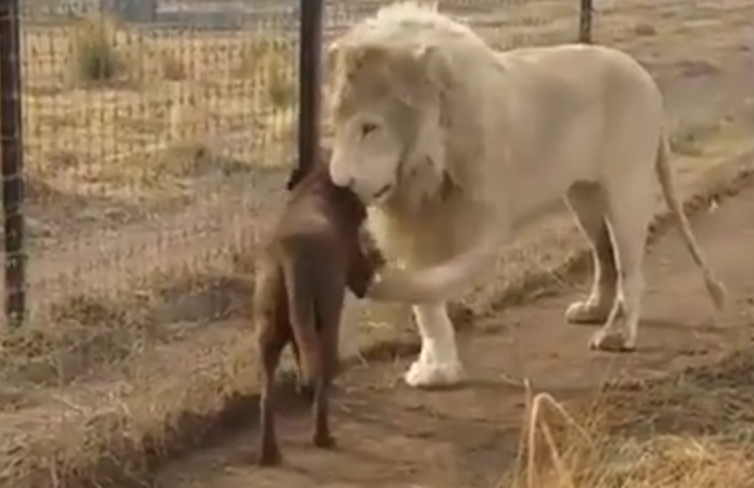 Un cane, un leone e un'amicizia particolare [VIDEO]