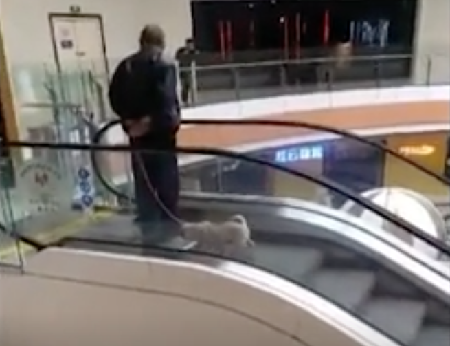 Troppo pigro per portare a spasso il cane: ecco cosa fa [VIDEO]