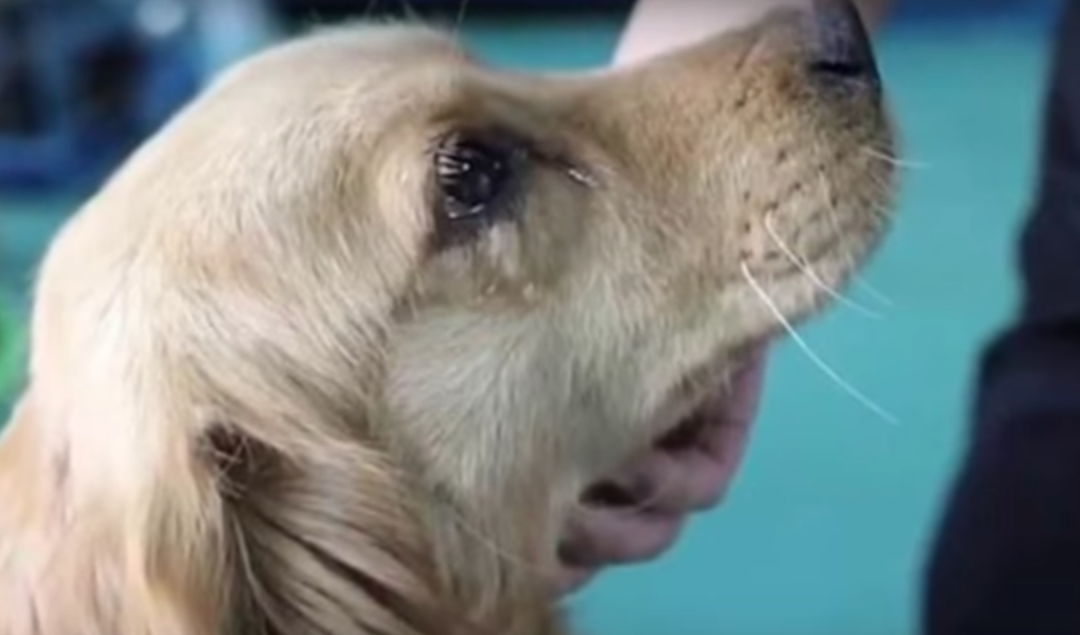 Salvato dal mercato della carne, il cane piange di gratitudine [VIDEO]