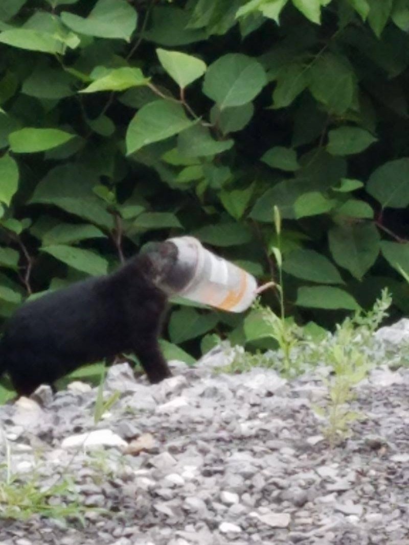Soccorrono un gatto randagio con la testa infilata in una tazza: ma ciò che accade dopo è sconcertante