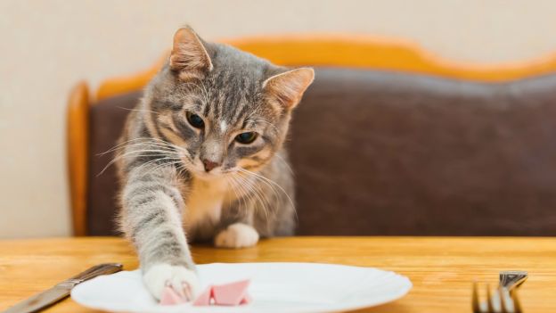Gatti e cibo: 5 alimenti "killer" che non devono assolutamente mangiare