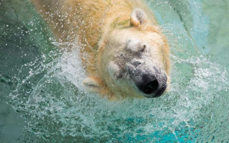 L'orso bianco sta morendo dopo 27 anni in uno zoo: la foto che nessuno vuole far vedere