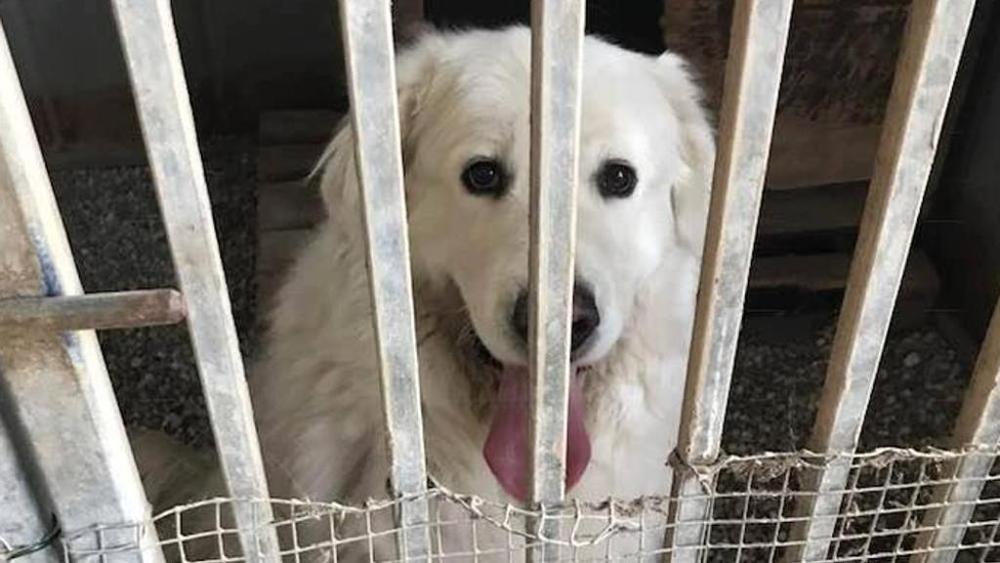 L'ora d'aria di Miro, il cane imprigionato perché abbaiava troppo [VIDEO]