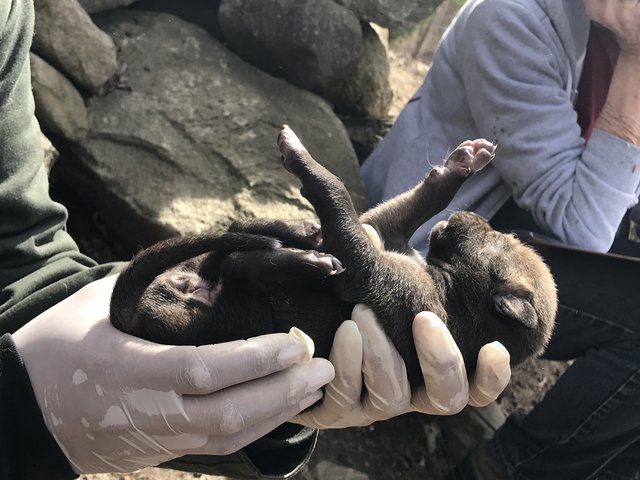 Questo cucciolo non ha idea di quanto sia prezioso [FOTO]
