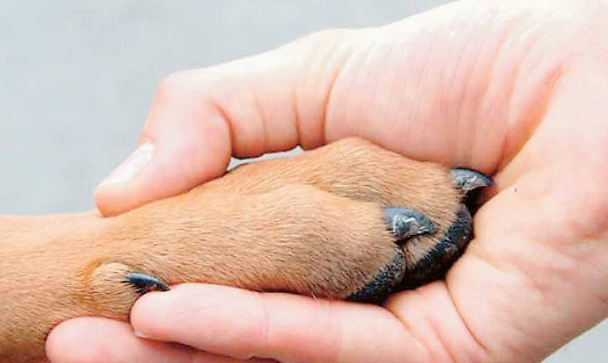 Tor, il cane da un milione di euro cerca casa