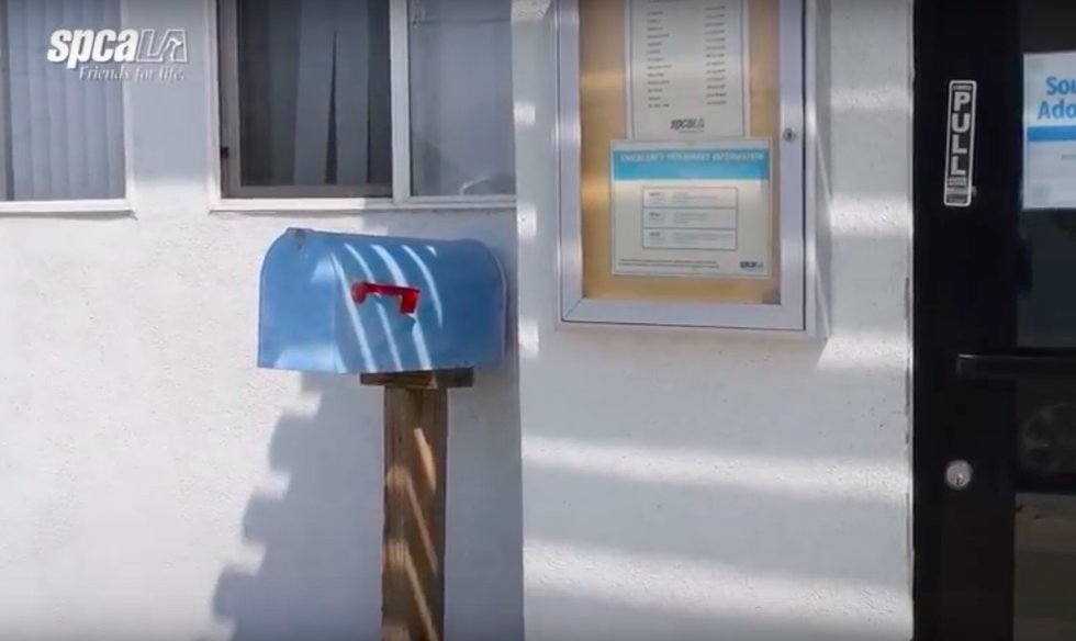 Sente un lamento sommesso: cerca meglio ed ecco cosa trova [FOTO]