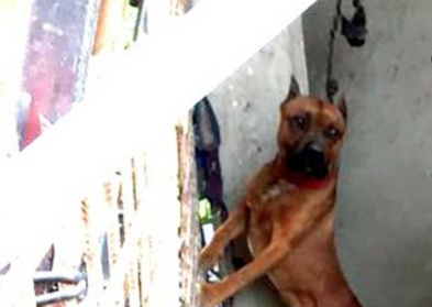 Inchioda una corda al muro: ecco come hanno trovato il cane [FOTO]