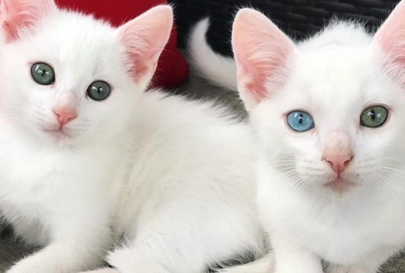 Nati sordi, 2 gattini trovano un modo speciale per sopravvivere [FOTO]