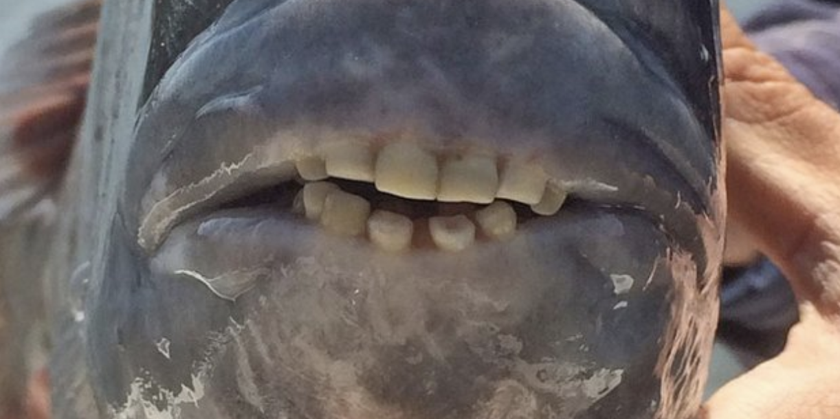 I suoi denti sono "umani": ecco perché questo animale è in pericolo [FOTO]