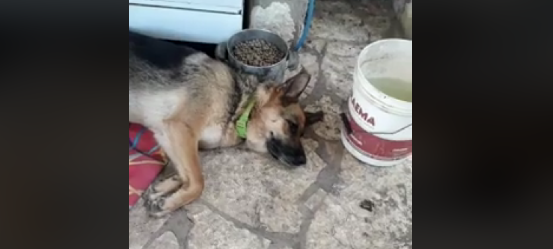Non mangia, non dorme, non cammina: adottano il suo amico e lei rimane così [VIDEO]