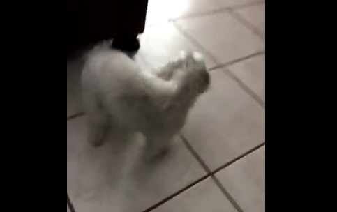 Va a prendere il cane dal toelettatore: quello che accade è incredibile [VIDEO]