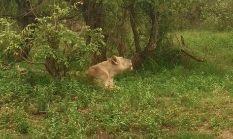 La leonessa non vede la sua famiglia da giorni: ecco cosa succede [VIDEO]