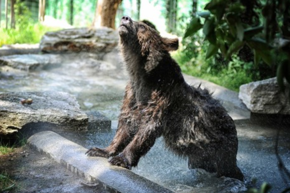 Tre cuccioli di orso al Bioparco di Roma: ecco perché sono arrivati