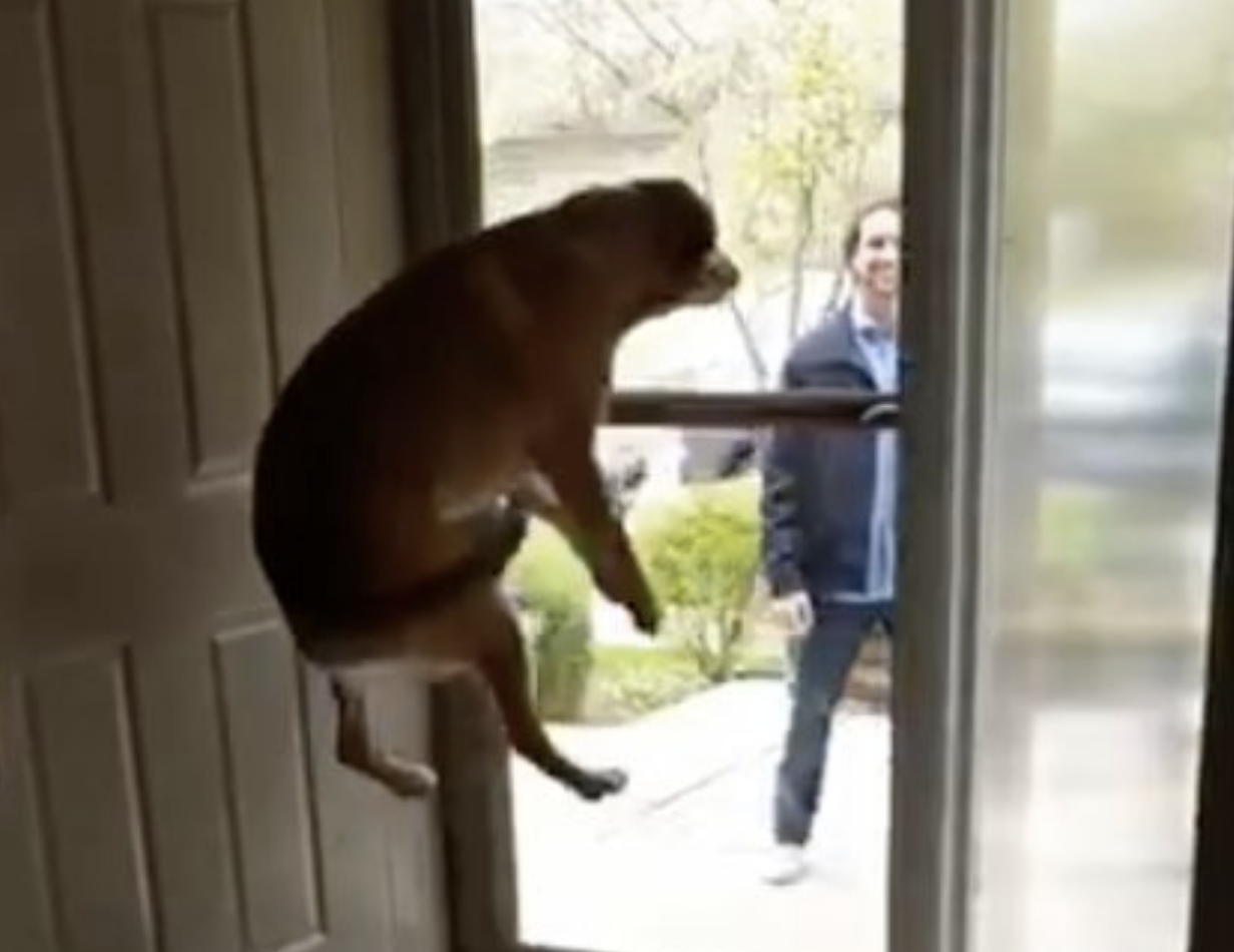 Vede il "fratello" tornare a casa: la reazione del cane è incontenibile [VIDEO]