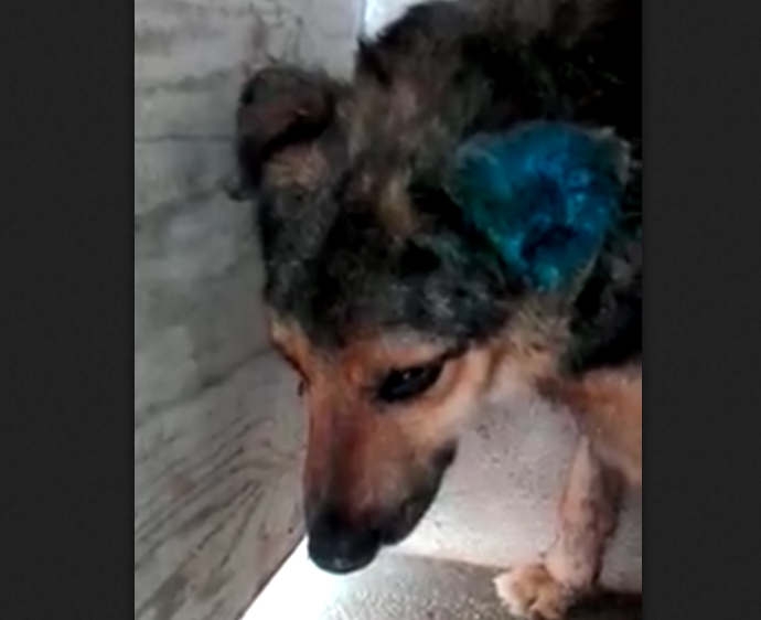 Non mangia più: Robin è un sopravvissuto, ma si sta lasciando andare [VIDEO]