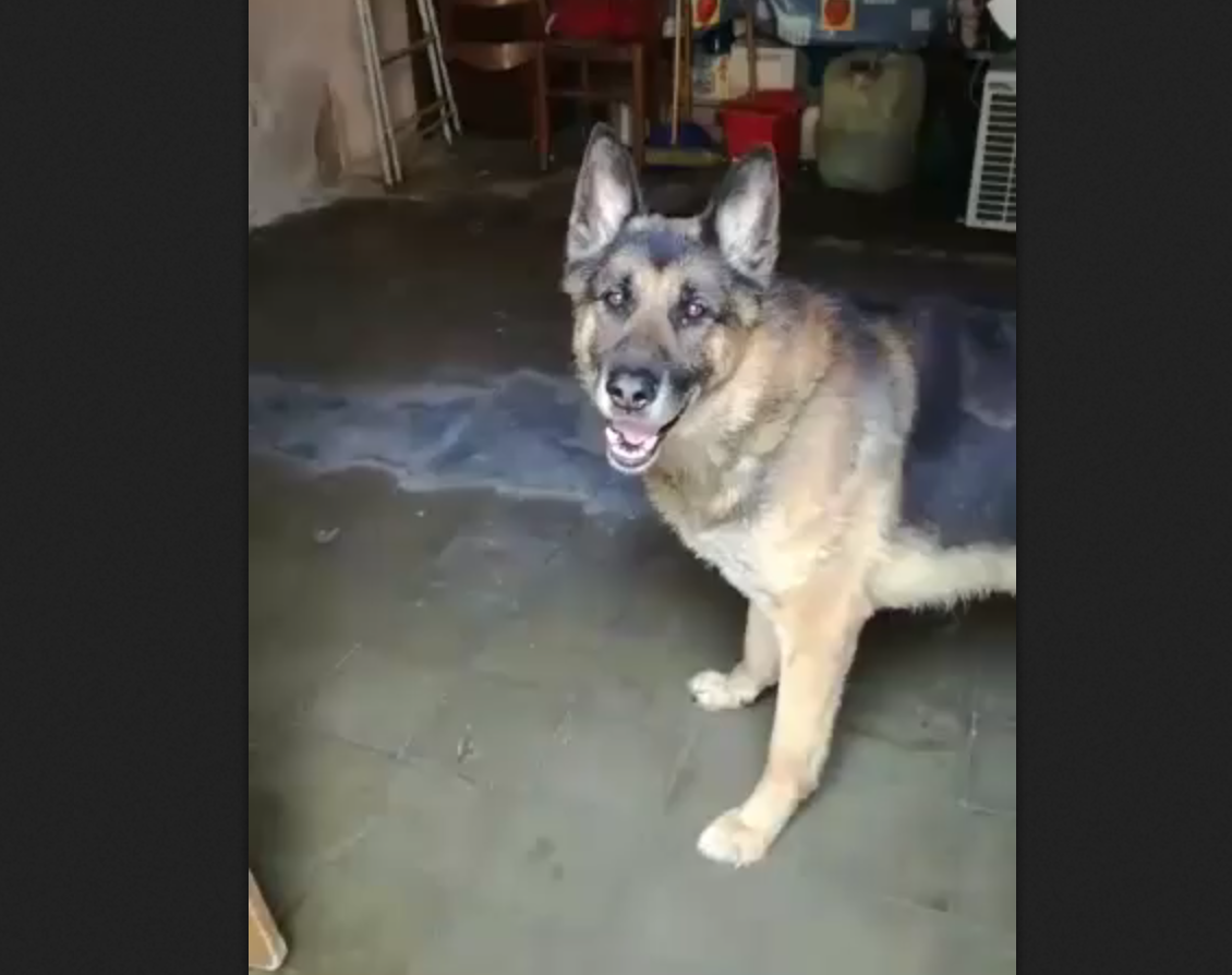 A 10 anni lo fanno a vivere in un garage: ora cerca la carezza che non ha avuto [VIDEO]