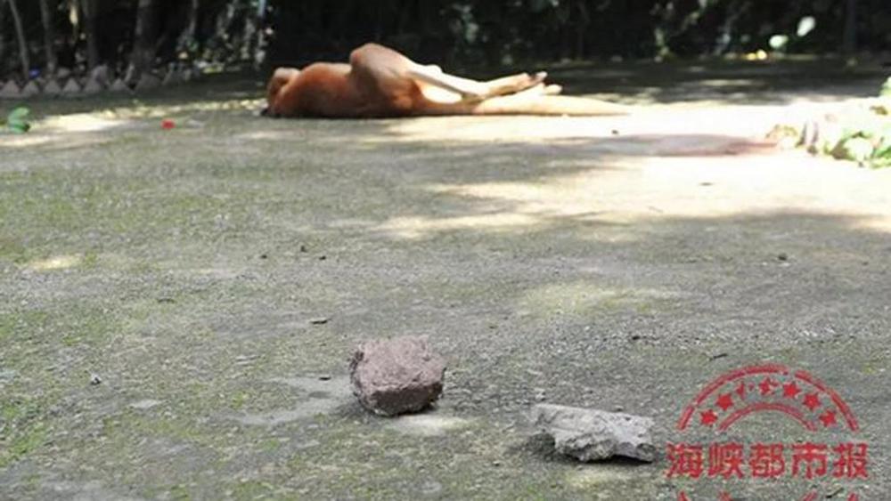 Turisti vogliono vedere il canguro saltare: gli tirano sassi e lo uccidono