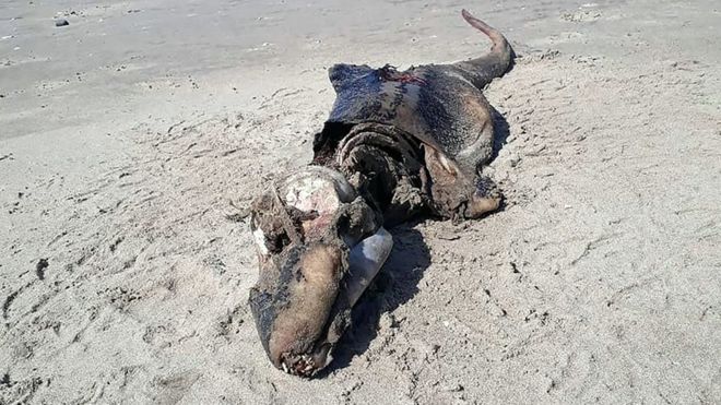 Strana creatura sulla spiaggia: ecco di cosa si tratta [VIDEO]