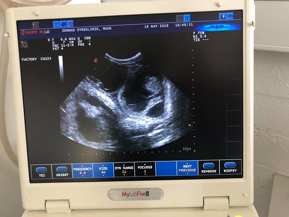 La gatta scopre di essere incinta: la reazione è incredibile [FOTO]