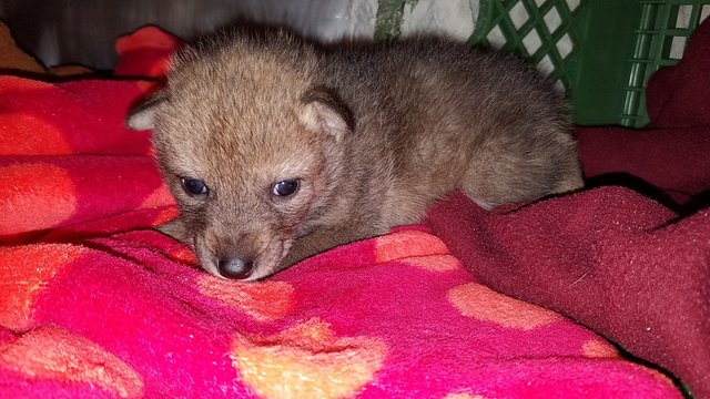 Salva un cucciolo di cane dalla strada, ma non è come pensa