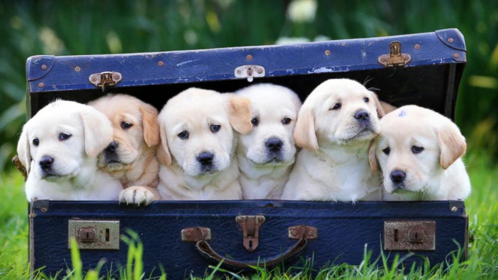 Capisci il tuo cane? Ecco 8 modi che usa per comunicare con te