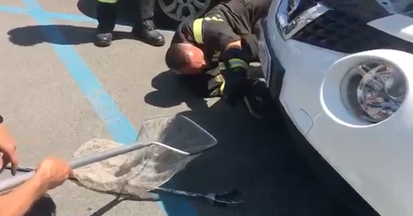 Vede qualcosa di strano sotto l'auto e chiama i vigili [VIDEO]