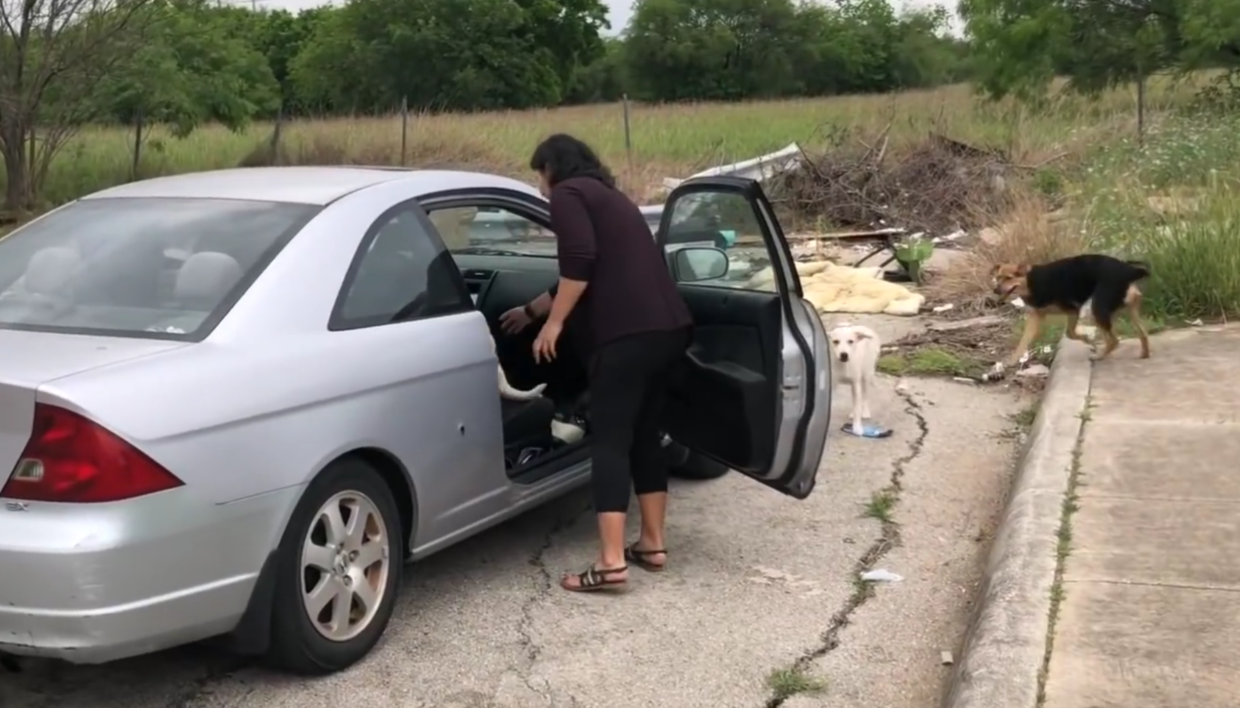 Fa scendere i cani dall'auto: il motivo è sconvolgente [VIDEO]