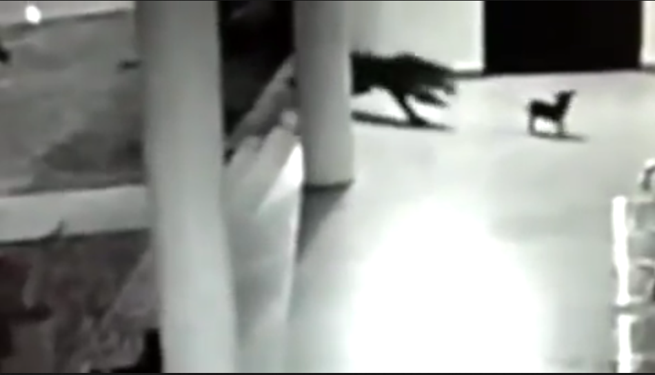 Mamma cane si scaglia contro un leopardo per salvare il cucciolo [VIDEO]