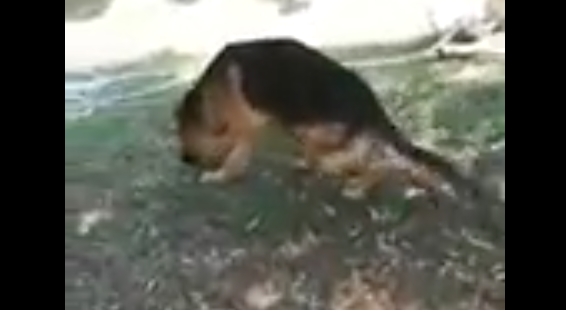 Mufasa è spezzato nel corpo e nello spirito: ora ha bisogno di aiuto [VIDEO]