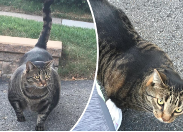 Catzenegger, il gatto più muscoloso del mondo [FOTO + VIDEO]