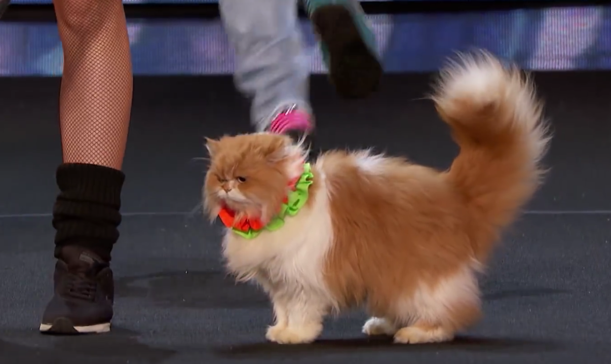 Gatti addestrati a Britain's Got Talent: il video delle polemiche