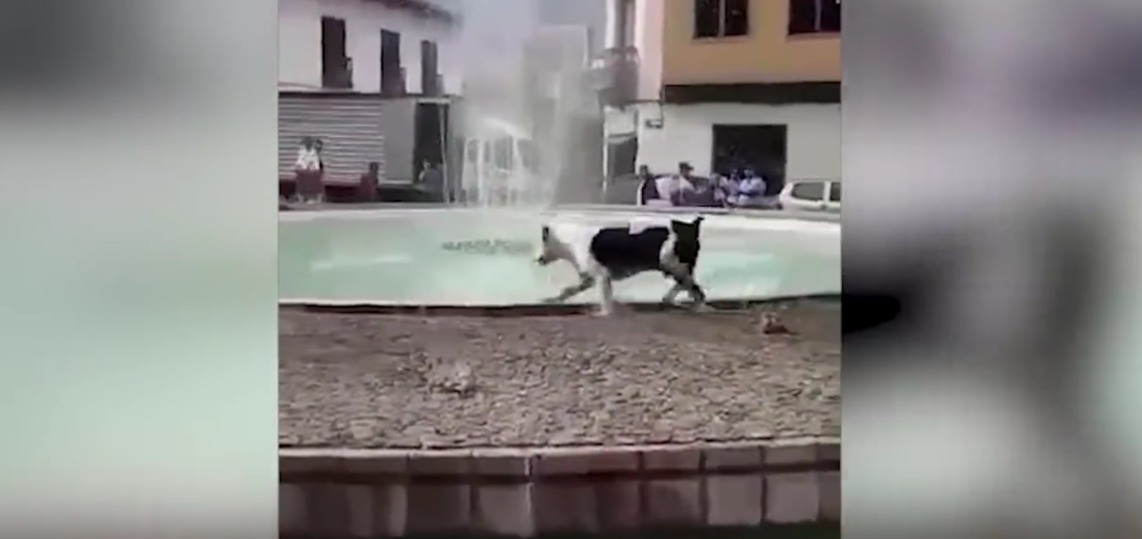 Il cane vede una fontana: la sua gioia è incontenibile [VIDEO]