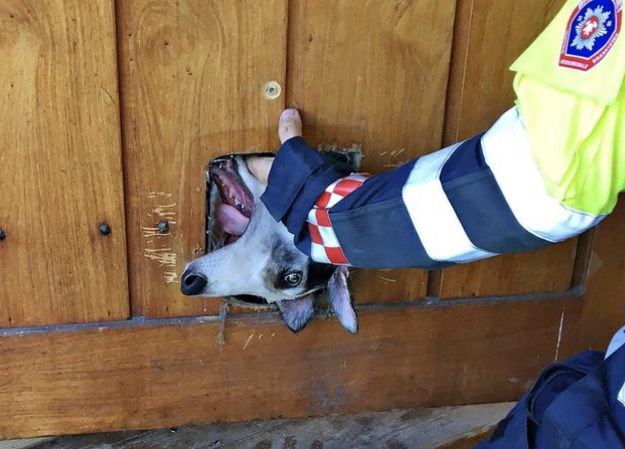 Il cane cerca di passare per la porticina del gatto: l'errore diventa virale [FOTO]