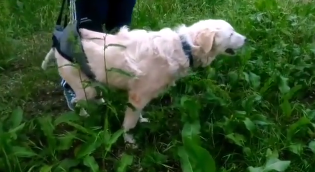 Calik cammina: il cane gettato da un ponte a Sassari stupisce tutti [VIDEO]