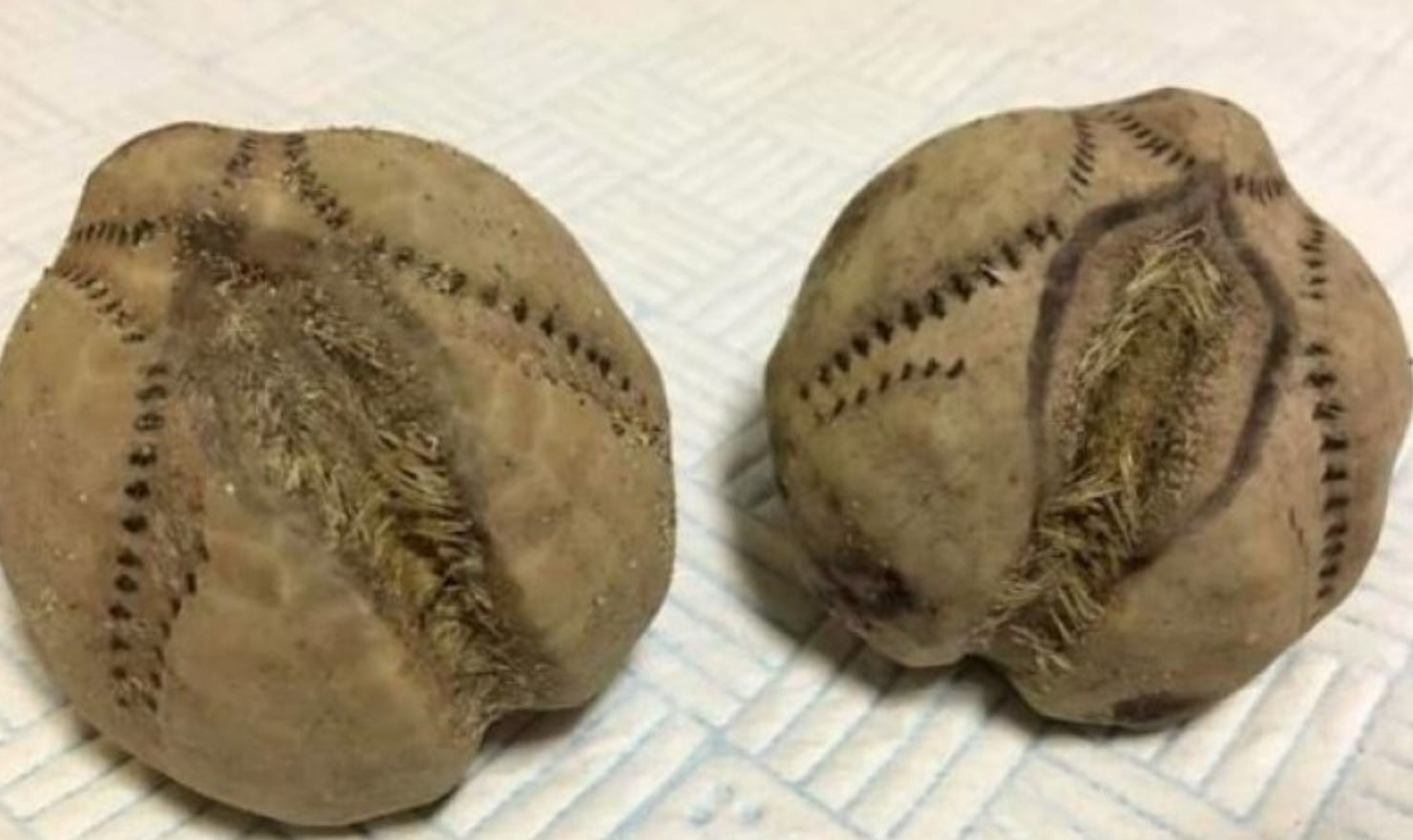 Trova misteriose "patate" sulla spiaggia: la verità è sorprendente [FOTO]