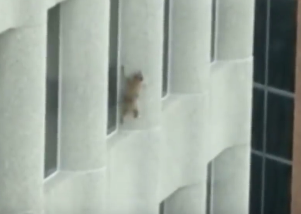 Un procione scala un grattacielo: la sua impresa diventa virale [VIDEO]