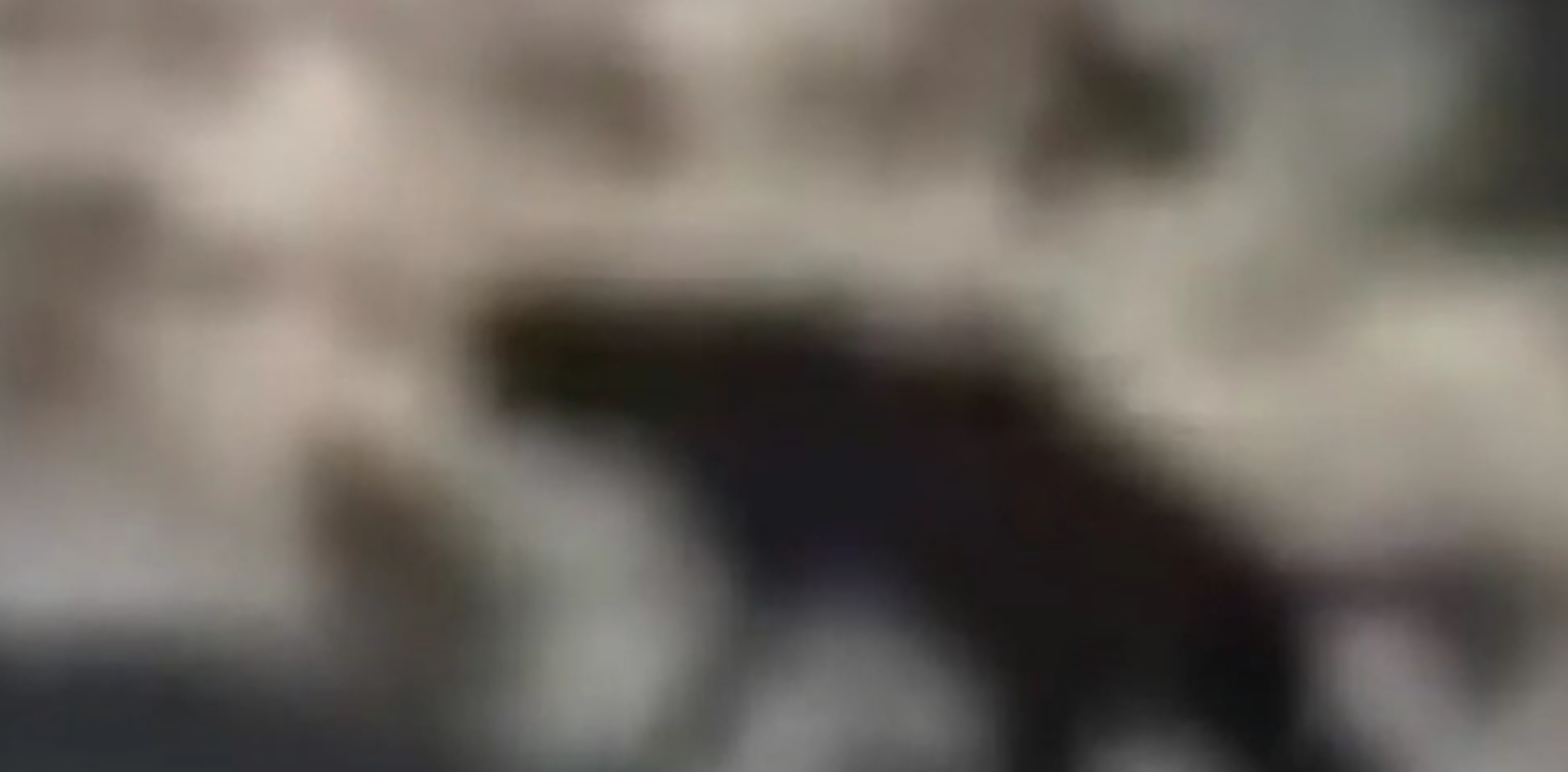 MIsteriosa creatura spaventa i turisti: nessuno sa dire a che specie appartenga [VIDEO]