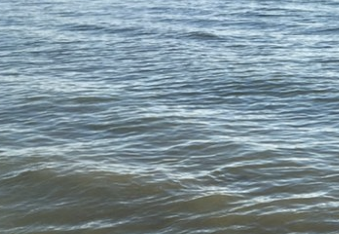 Vedono qualcosa che nuota in mare: non riescono a credere ai loro occhi [FOTO]