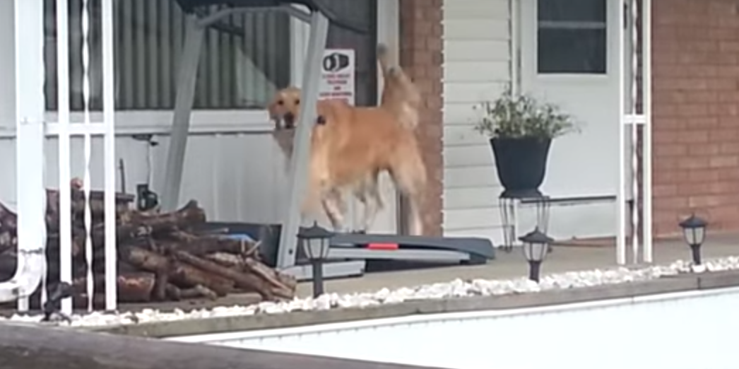 Fuori piove: il cane fa una cosa incredibile [VIDEO]