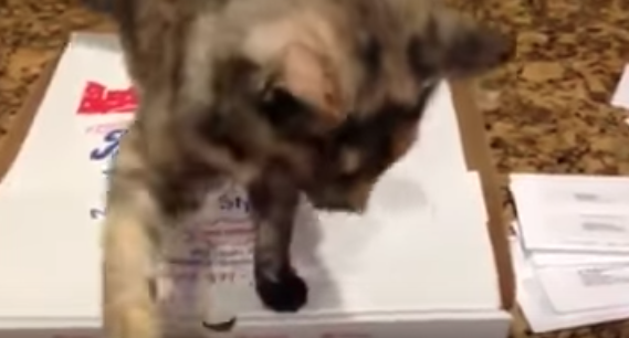 Il gatto ama la pizza: e non permette a nessuno di toccarla [VIDEO]
