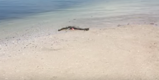 Carcassa misteriosa sulla spiaggia: un uomo chiama la tv locale e... [VIDEO]