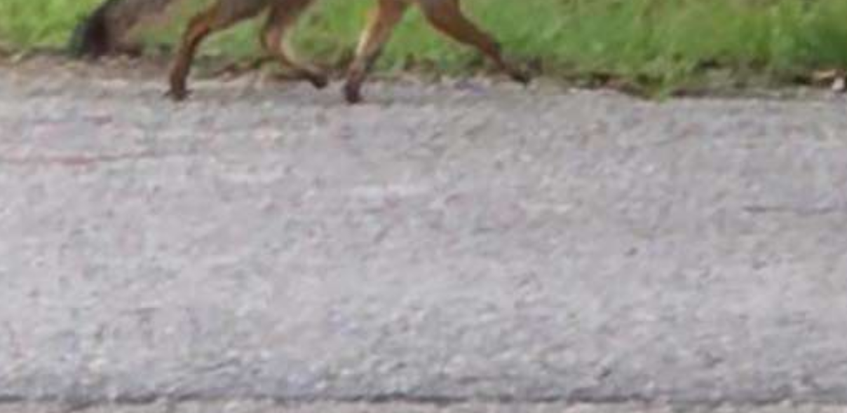 Il pompiere non credeva ai suoi occhi, ma era tutto vero [FOTO]